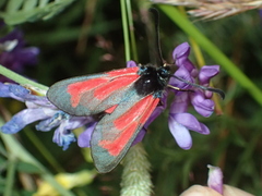 Zygaena minos