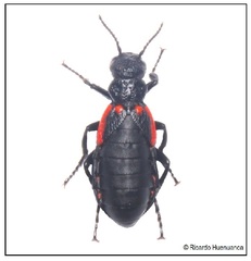 Pseudomeloe costipennis