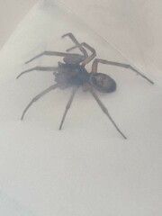 Steatoda nobilis
