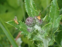 Xyphosia miliaria