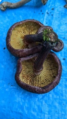 Gymnopilus aeruginosus