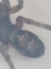 Steatoda nobilis