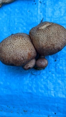 Gymnopilus aeruginosus