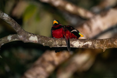 Cymbirhynchus macrorhynchos