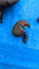 Gymnopilus aeruginosus