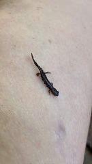 Plethodon