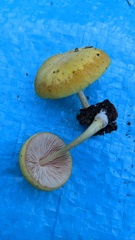 Pluteus