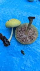 Pluteus