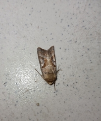 Conservula v-brunneum