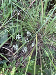 Trachydium cambodgianum