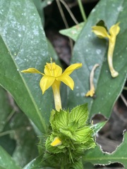 Barleria oenotheroides