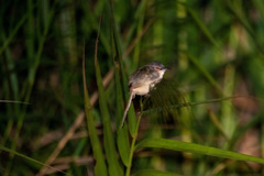 Prinia flaviventris