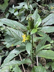 Barleria oenotheroides