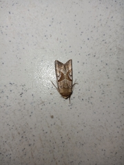 Conservula v-brunneum