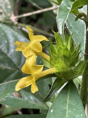 Barleria oenotheroides