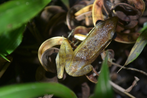 Chalcorana chalconota