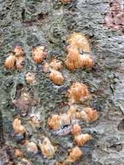 Radulomyces