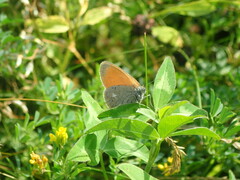 Coenonympha glycerion