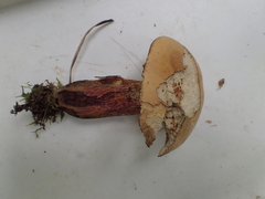 Rubroboletus satanas