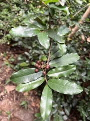 Polyalthia suberosa