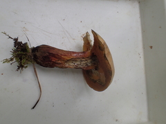 Rubroboletus satanas