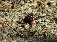 Vanessa atalanta