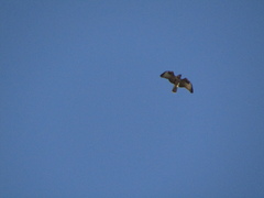 Buteo rufinus