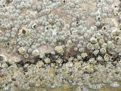 Chthamalus malayensis