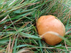 Cuphophyllus pratensis