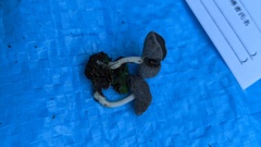 Helvella ephippium