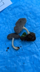Helvella ephippium