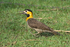 Colaptes campestris campestris