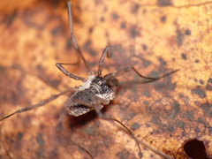 Oligolophus tridens