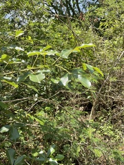 Searsia chirindensis