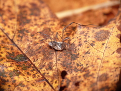 Oligolophus tridens