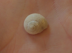 Agathistoma fasciatum