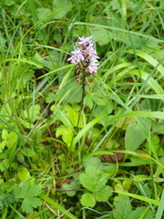 Dactylorhiza fuchsii