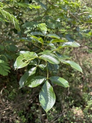 Searsia chirindensis