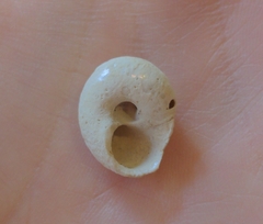 Agathistoma fasciatum