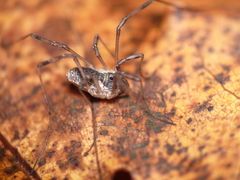 Oligolophus tridens