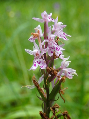 Dactylorhiza fuchsii