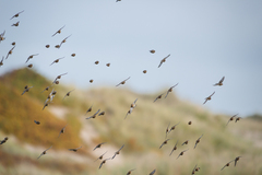 Linaria flavirostris