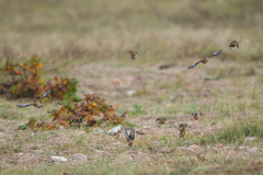 Linaria flavirostris
