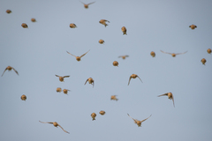 Linaria flavirostris