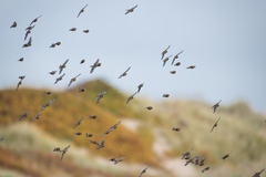 Linaria flavirostris