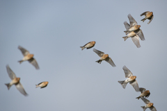 Linaria flavirostris