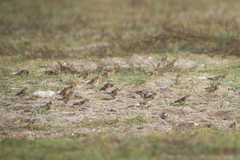 Linaria flavirostris