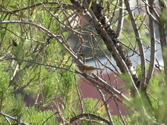 Phoenicurus phoenicurus