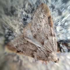 Alsophila pometaria