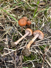 Laccaria trichodermophora